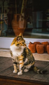Pisica portocalie, Istanbul